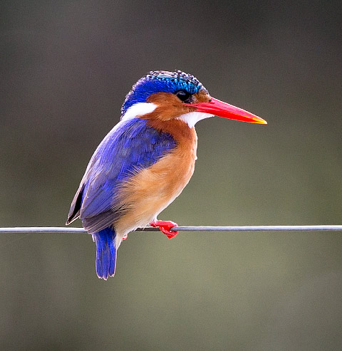 Malachite Kingfisher